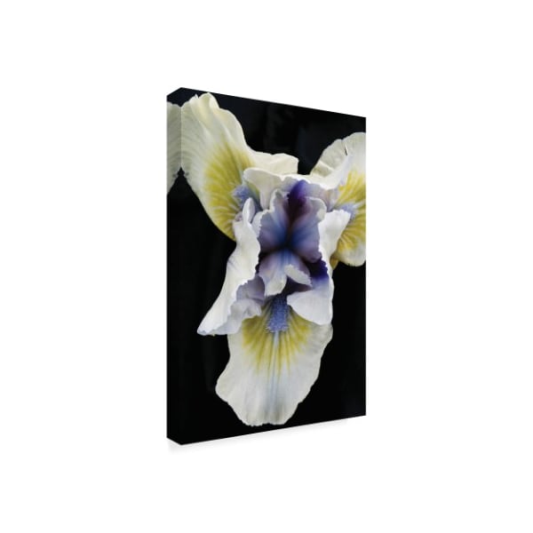 Kurt Shaffer 'Iris Flower Study' Canvas Art,30x47